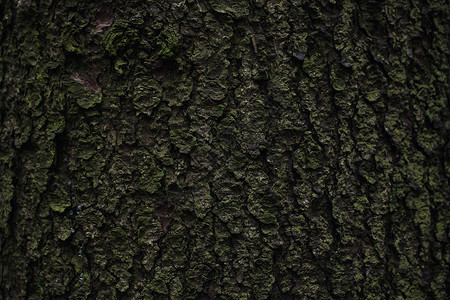 苔藓橡树树皮特写的纹理图片