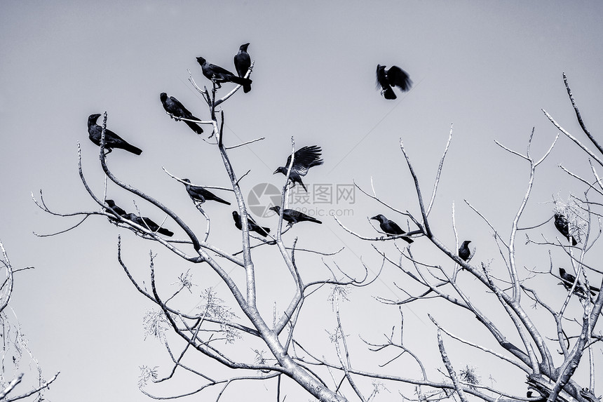 黑乌鸦裸露的树枝上着天空图片