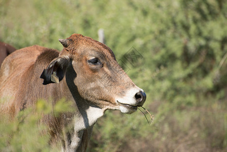 肉牛农田自由漫游的自然环境中放牧高清图片