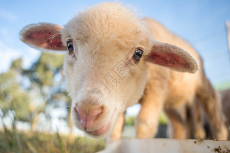 幅可爱的大眼睛小羊羔的特写肖像图片