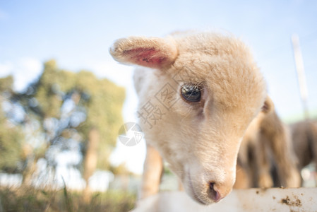 个可爱的小羊羔个白色的桶里喂食的特写肖像图片
