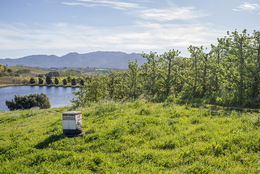 个蜜蜂箱站农场梨树附近郁郁葱葱的青草上图片