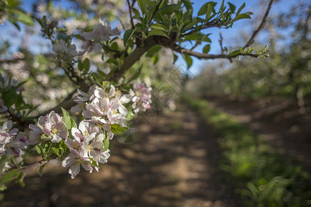 梨园里梨树上的粉红色白色花朵图片