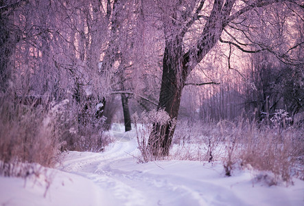 白俄罗斯的冬天早晨月明斯克附近冬天的早晨图片