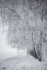 黑白相间的冬天雾中的桦树白俄罗斯月背景图片