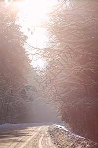 雪冬路树林里白俄罗斯的冬季森林图片