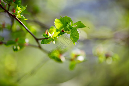 春天的树叶嫩绿的叶子图片