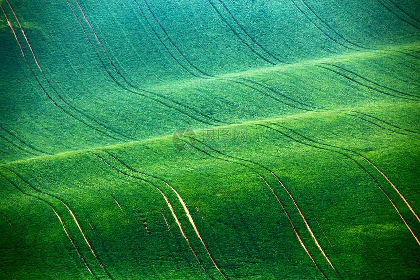 春天的田野绿色的波浪莫拉维亚山图片