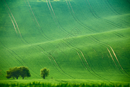 绿色的春山莫拉维亚的耕地高清图片