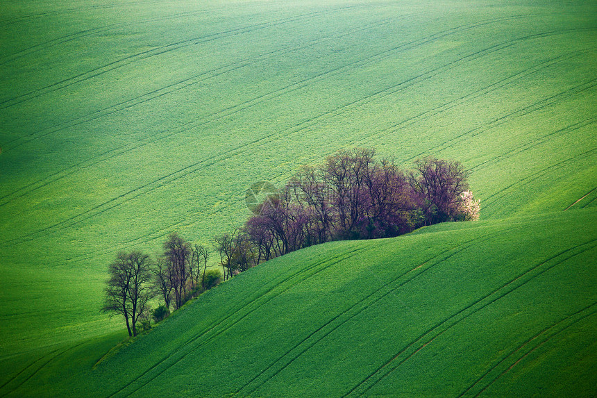 绿色的春山捷克莫拉维亚的耕地图片