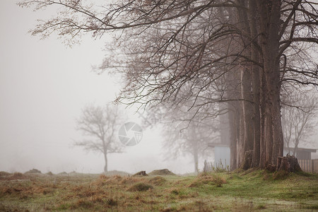 早春的薄雾公园个村庄里的雾树图片