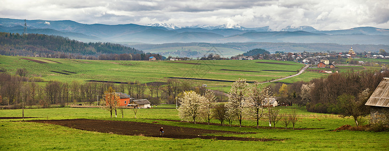 春天喀尔巴阡山上盛开的树木雪绿色的田野图片