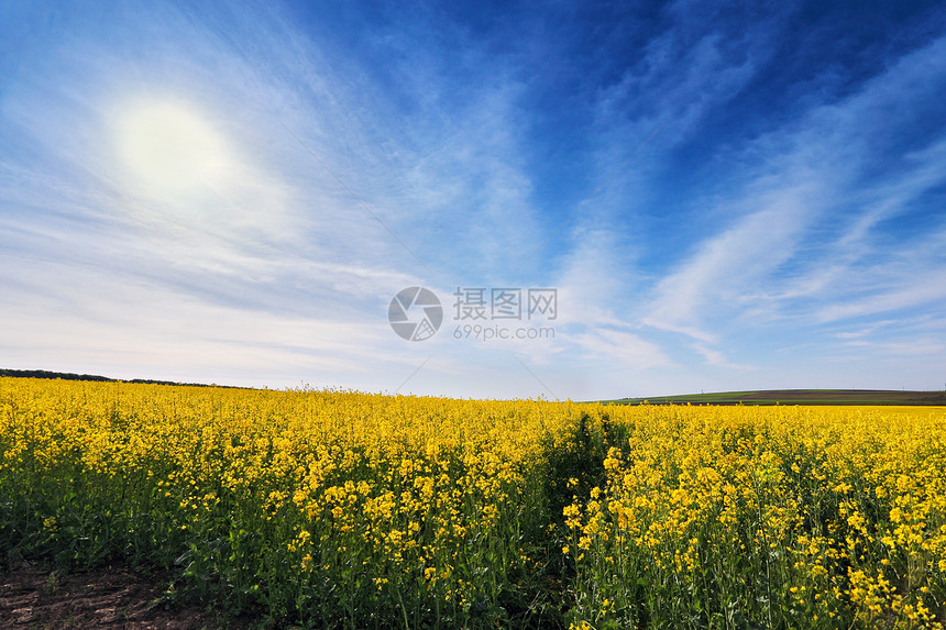 春天的科尔扎田野盛开的黄花图片