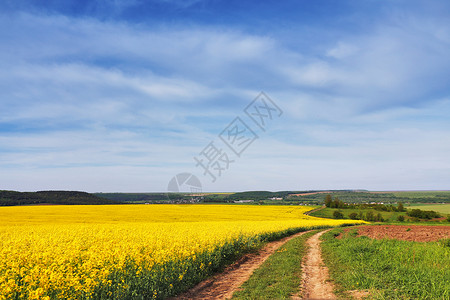 春天的科尔扎田野盛开的黄花图片