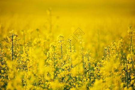 油菜开花季节春天的科尔扎田野盛开的黄花背景