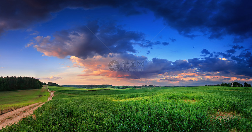 白俄罗斯春雨后的绿色田野图片