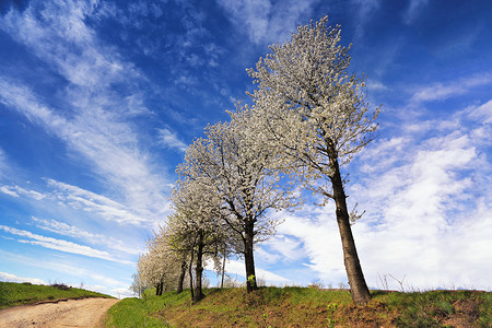 春天盛开的树果园道路图片