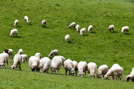 羊群片绿色的草地上春天的田野草地图片