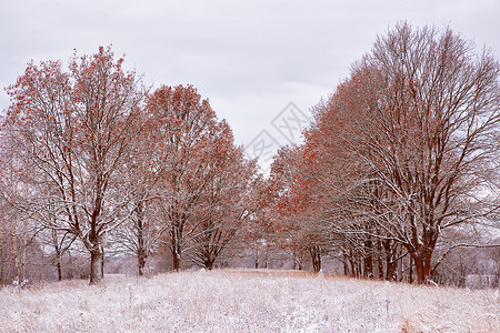 秋天公园的场雪树上颜色白俄罗斯秋季景观图片