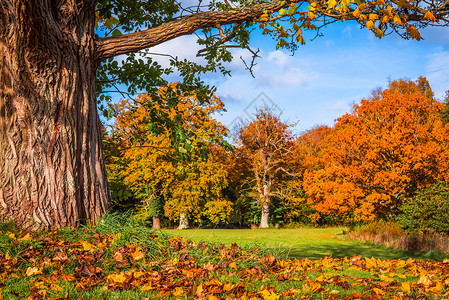 秋天棵大树下落叶背景图片