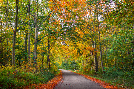 秋天五彩缤纷的森林里的路图片