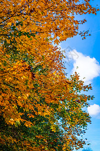 秋天阳光明媚的天,秋天的叶子树上图片