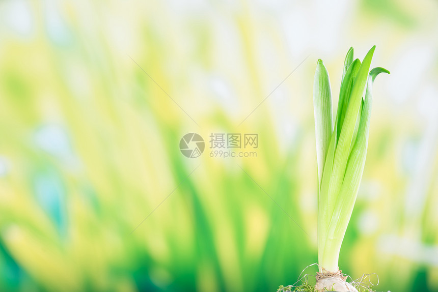 绿色风信子植物生长春天的洋葱图片