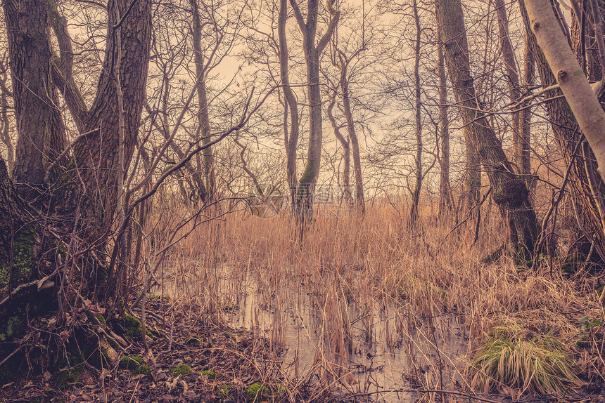森林中结冰的湖里的芦苇图片