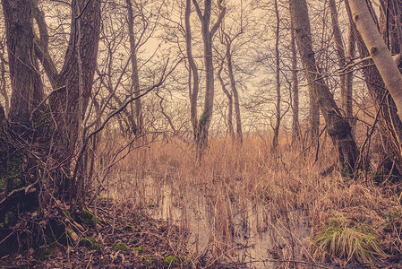 森林中结冰的湖里的芦苇图片