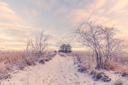 早晨条小径的雪冬景观图片