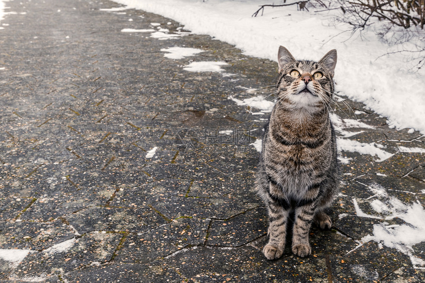 猫冬天坐人行道上图片