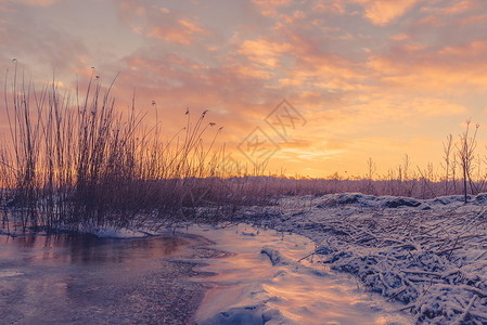 日出时,冰湖上草的轮廓图片