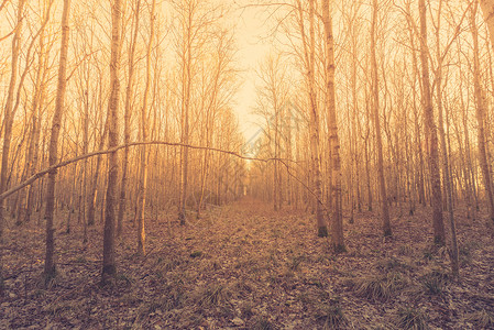 日出时森林里光秃秃的桦树图片