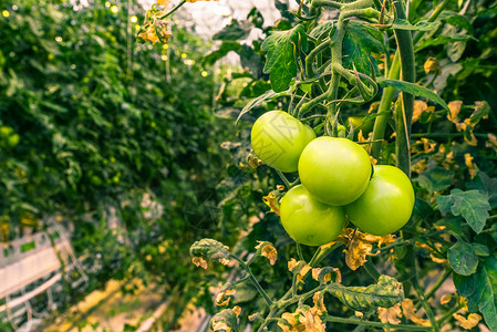 新鲜的绿色西红柿绿色植物与番茄植物图片