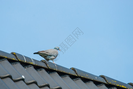 屋顶上的鸽子鸽子蓝天的屋顶上行走背景