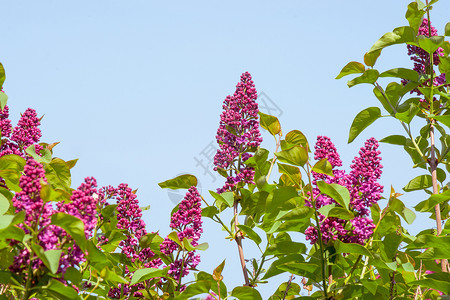 夏用紫罗兰花的丁香树图片