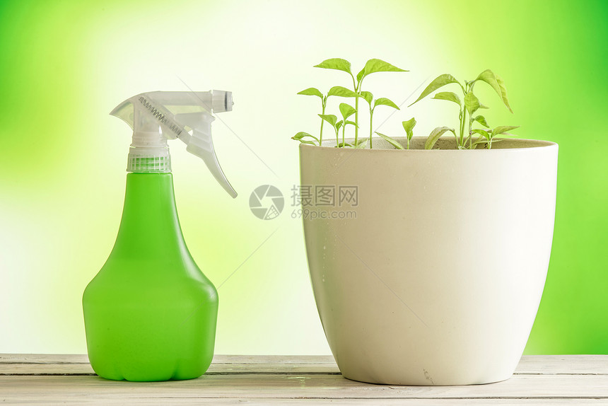 绿色植物木桌上个喷雾罐图片