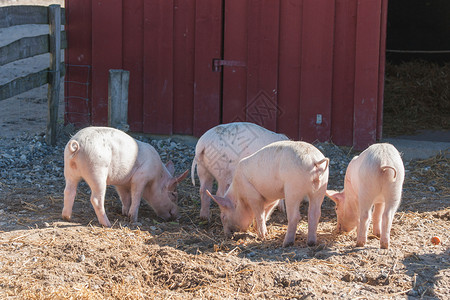 猪你幸福立体字谷仓里四只粉红色的猪夏天寻找食物背景