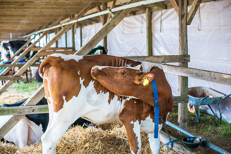 奶牛站户外的马厩里参加农业表演图片