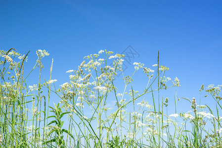 夏天,蓝天上的母牛欧芹野花高清图片