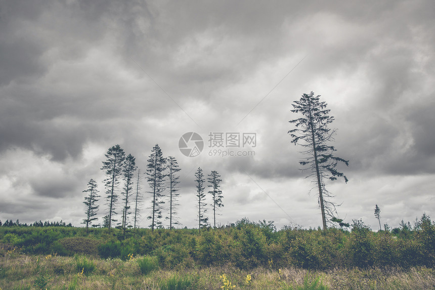 黑暗的多云天气中,高大的松树轮廓的景观图片