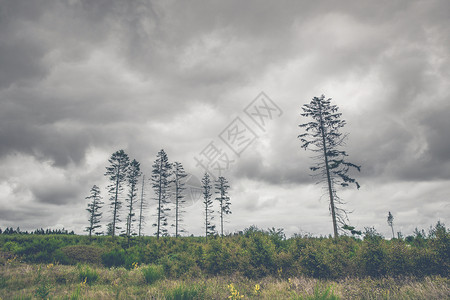 黑暗的多云天气中,高大的松树轮廓的景观图片
