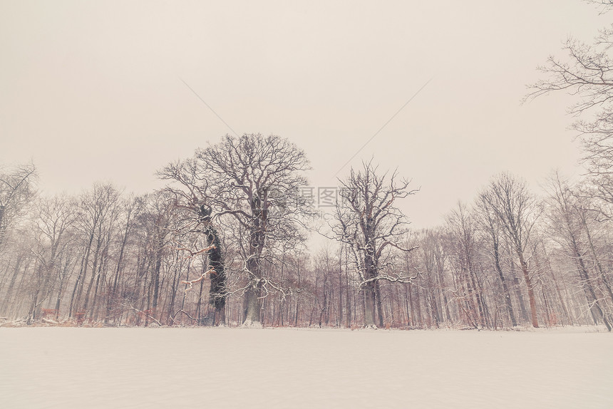 树木冬天的雪景中图片