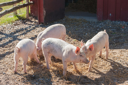农场里的猪夏天吃干草背景图片