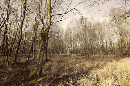 秋天丹麦大自然中的桦树森林图片