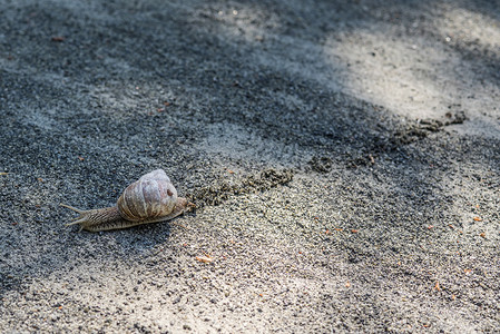 孤独的蜗牛砾石中留下了条轨道图片