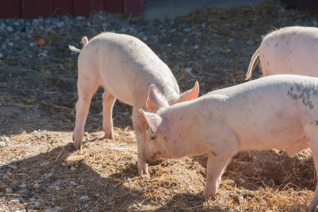 猪农场的院子里玩耍背景图片