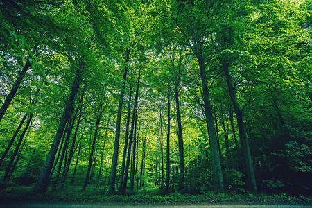春天森林风景中高大的绿树图片