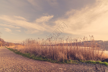 芦苇路冬天,芦苇结冰的湖附近的条路上背景