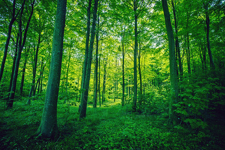 春天绿色的森林树叶图片